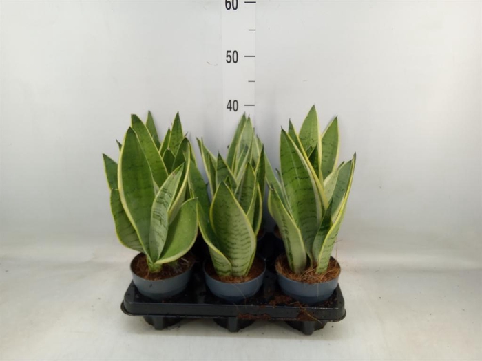 <h4>Sansevieria trifa.   ...</h4>