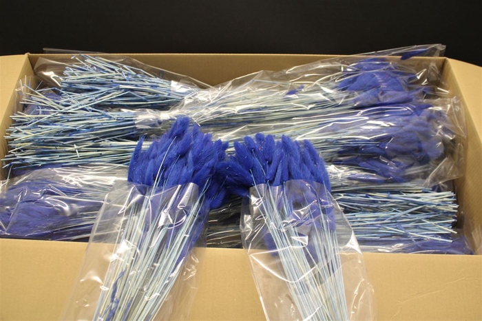 Lagurus Dark Blue X30