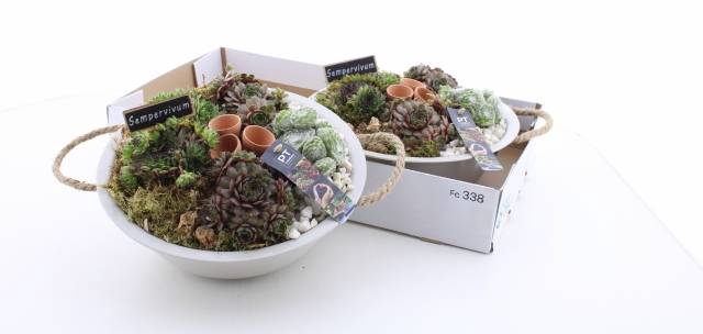 <h4>ARR SEMPERVIVUM</h4>