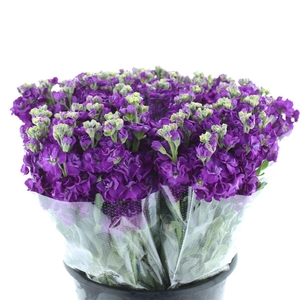 Matth Incana Iron Purple