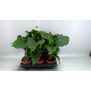 Alocasia  'Low Rider'