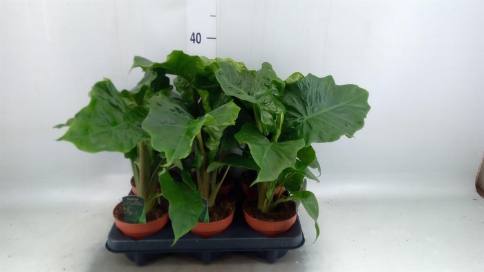 <h4>Alocasia 'Low Rider'</h4>