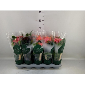 Anthurium   ...mix 4