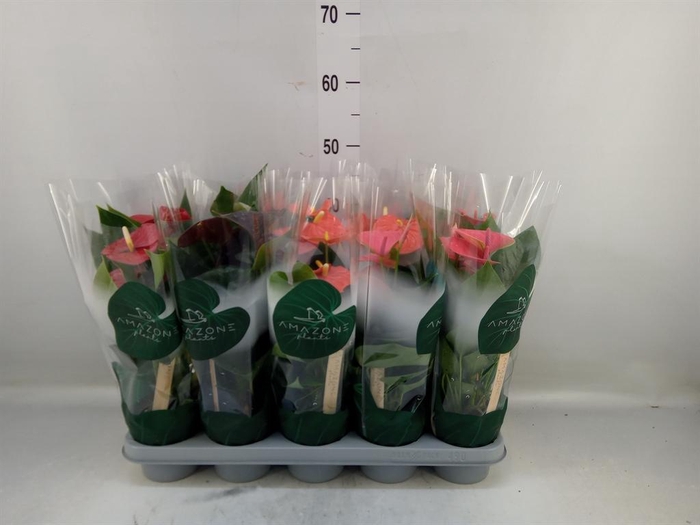 <h4>Anthurium ...mix 4</h4>