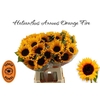 Helianthus an. 'Sunrich Orange'