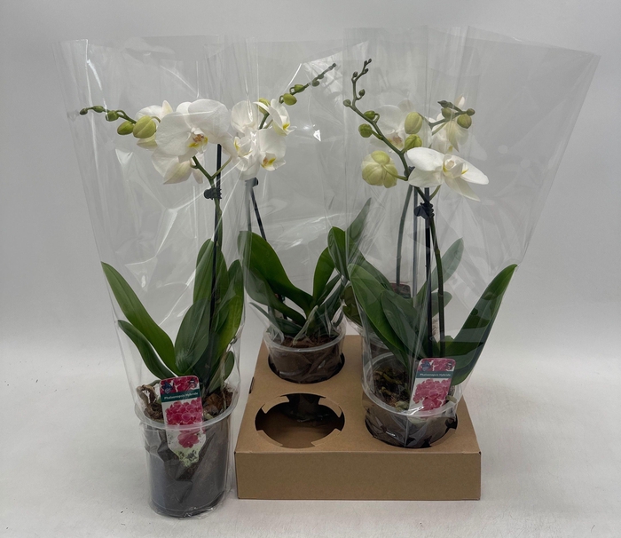 <h4>PHAL OV WIT</h4>