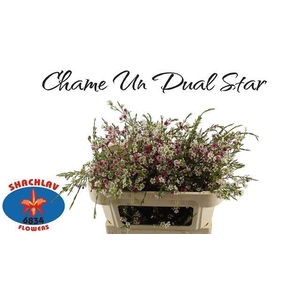CHAME UN DUAL STAR