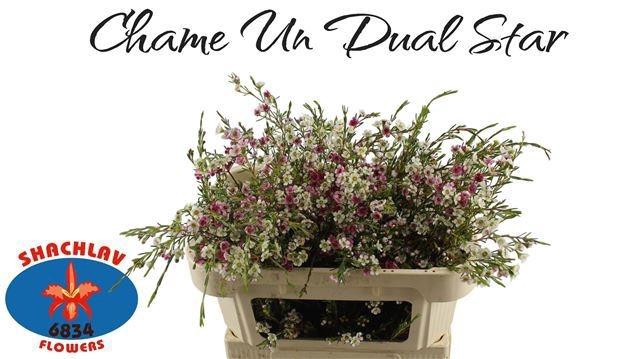 <h4>CHAME UN DUAL STAR</h4>