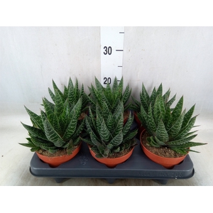 Gasteria
