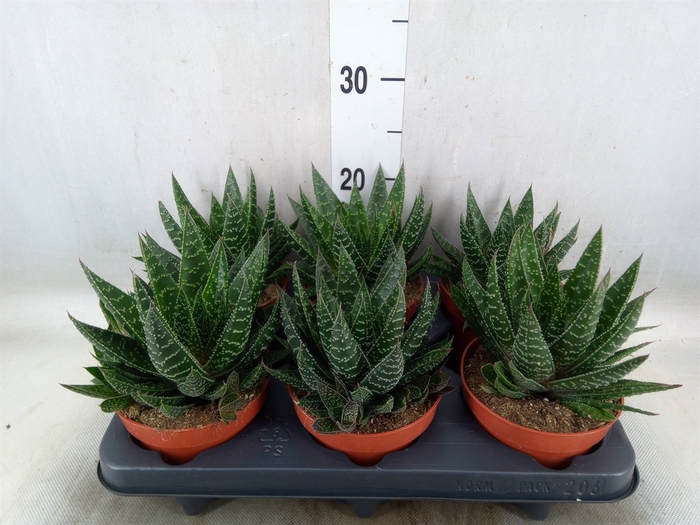 <h4>Gasteria</h4>