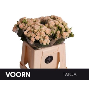 Rosa spray tanja