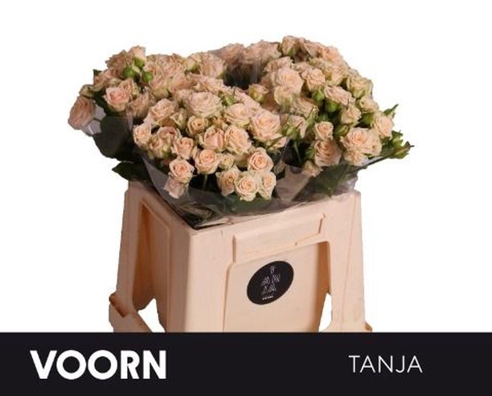 <h4>Rosa spray tanja</h4>