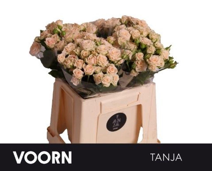 <h4>Rosa spray tanja</h4>