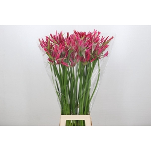 Nerine Pearl of Cherry