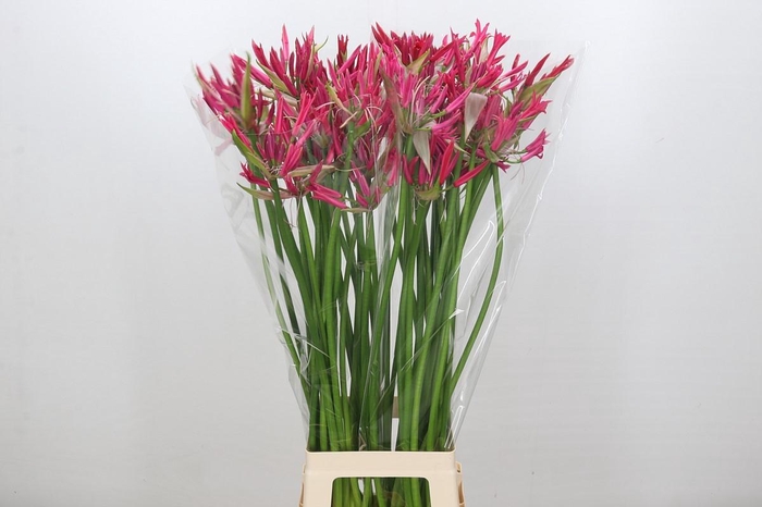 <h4>Nerine Pearl of Cherry</h4>