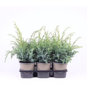 Juniperus chinensis Blue Alps