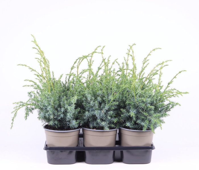 <h4>Juniperus chinensis Blue Alps</h4>