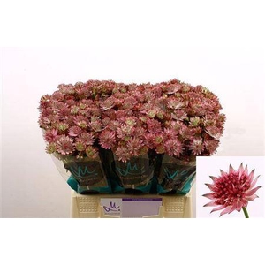 Astrantia Roma Dark Pink