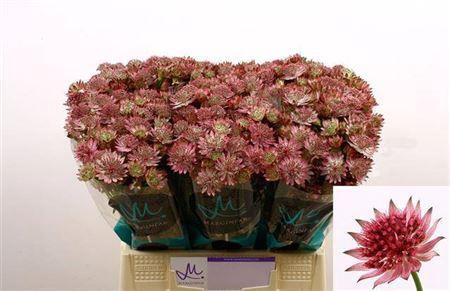 <h4>Astrantia Roma Dark Pink</h4>