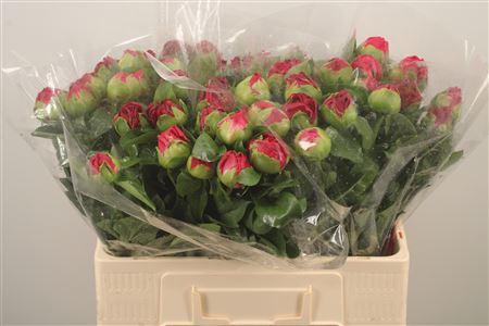 <h4>Paeo L Paula Fay</h4>