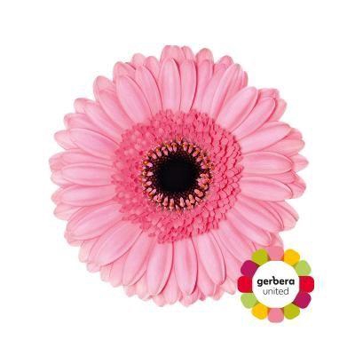 <h4>Germini Petticoat Water</h4>