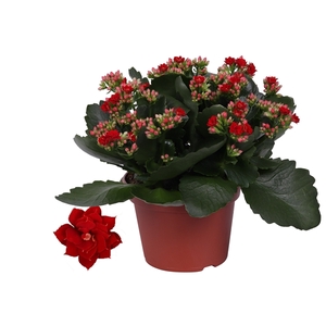 Kalanchoe Rosalina 15cm Don Justino rood, Zonder hoes