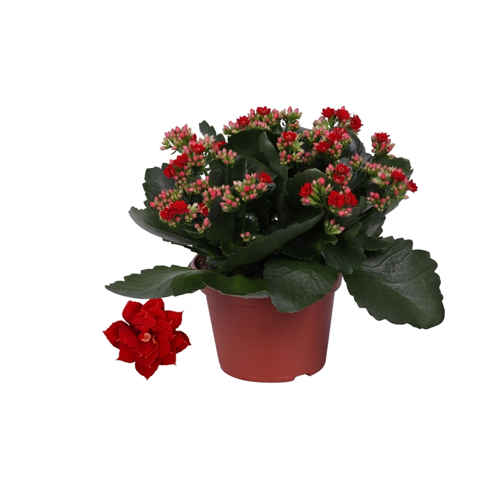 <h4>Kalanchoe Rosalina 15cm Don Justino rood, Zonder hoes</h4>