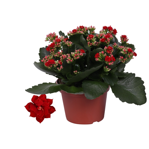 <h4>Kalanchoe Rosalina 15cm Don Justino rood, Zonder hoes</h4>