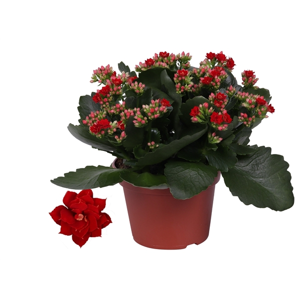 Kalanchoe Rosalina 15cm Don Justino rood, Zonder hoes