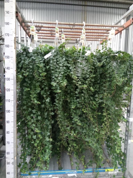 <h4>Hedera helix 'Wonder'</h4>