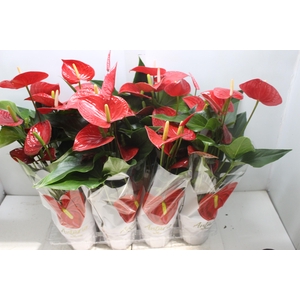ANTHURIUM FELICITA P15 VERMELHO