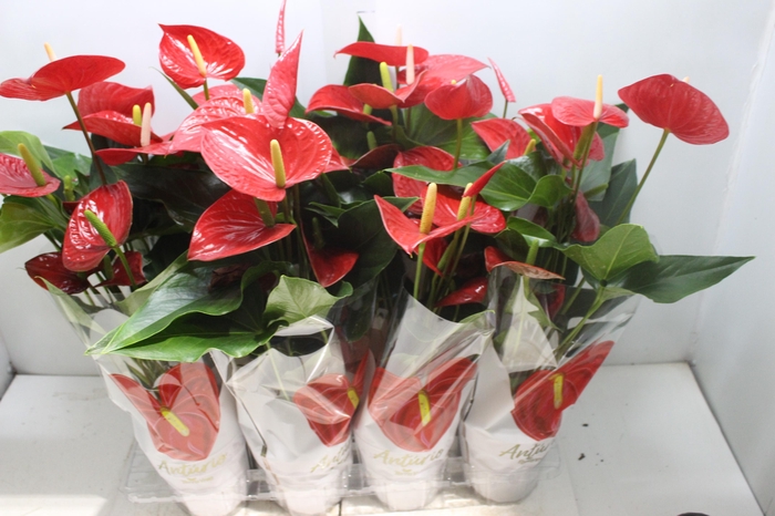 <h4>ANTHURIUM FELICITA P15 VERMELHO</h4>