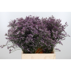 Limon Safora Lilac