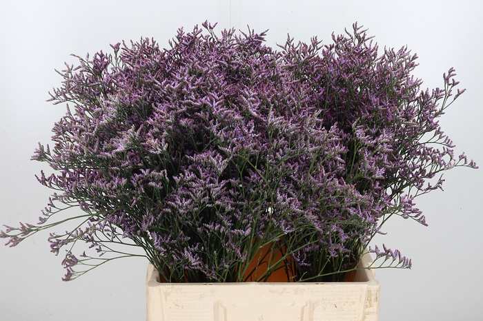 <h4>Limon Safora Lilac</h4>
