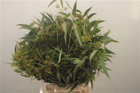 <h4>Euc Robusta Mini Berry Per Bunch</h4>