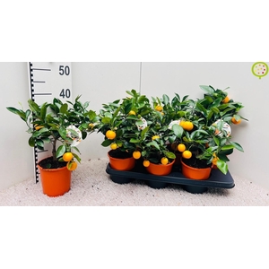 CITR MICROCARPA