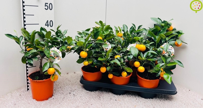 <h4>CITR MICROCARPA</h4>