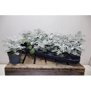 arr8 Jacobaea Maritima