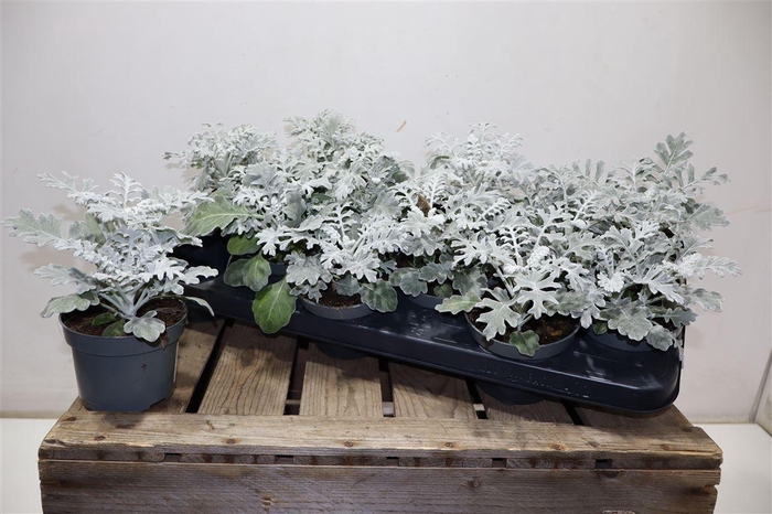 <h4>arr8 Jacobaea Maritima</h4>