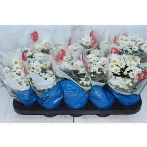 CRISANTEMO MINI P11 BRANCO