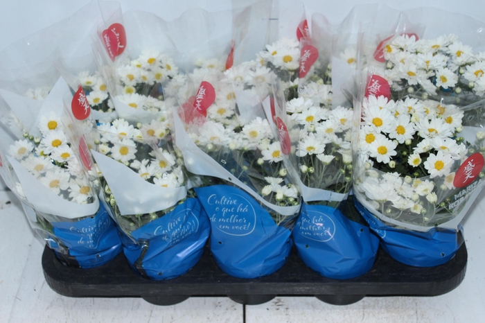 <h4>CRISANTEMO MINI P11 BRANCO</h4>