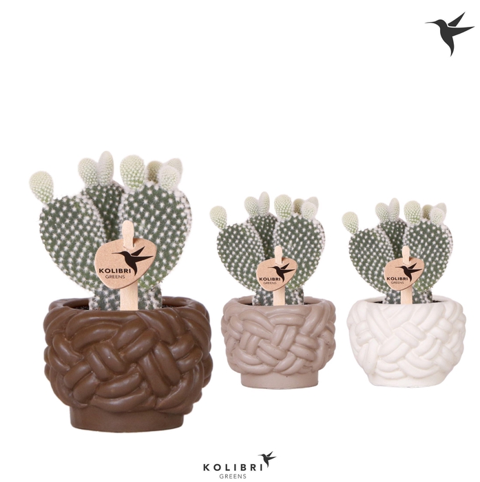 <h4>Kolibri Greens Opuntia white in Rope pot mix</h4>