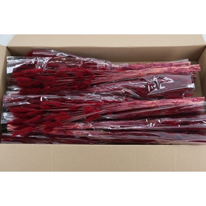 DF Lagurus Bs 50g/70cm Bordeau