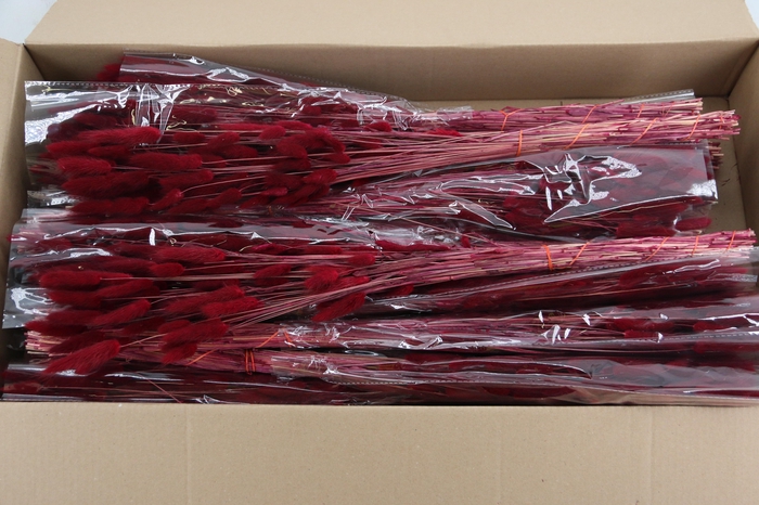 <h4>DF Lagurus Bs 50g/70cm Bordeau</h4>