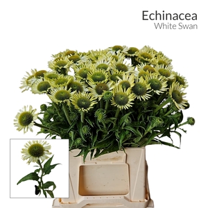 ECHI WHITE SWAN 566