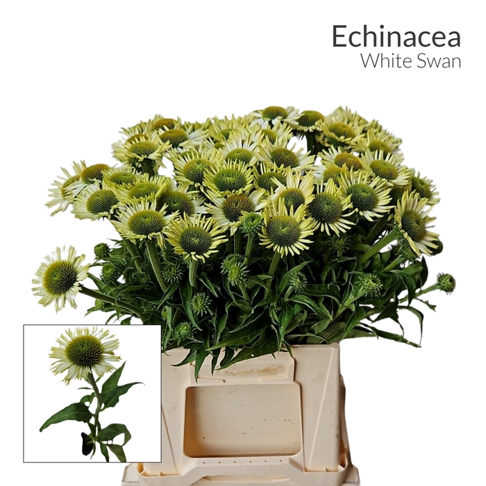 <h4>ECHI WHITE SWAN 566</h4>