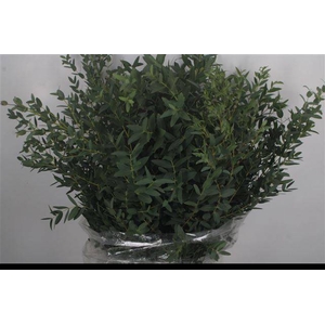 EUC PARVIFOLIA P BS