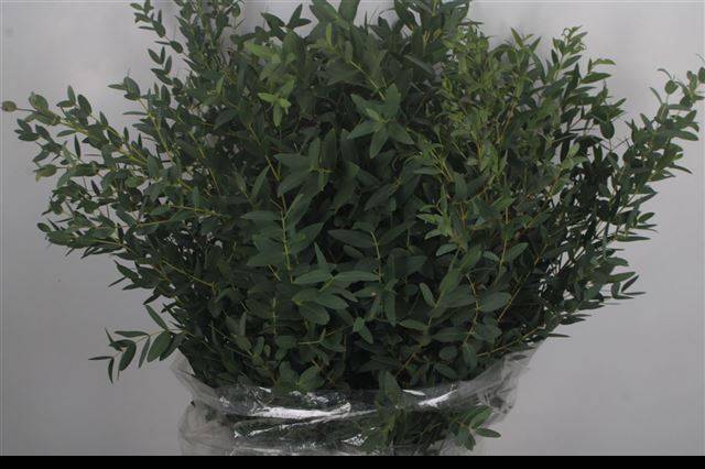 <h4>EUC PARVIFOLIA P BS</h4>