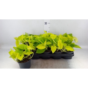 Epipremnum pinn. 'Golden Pothos'