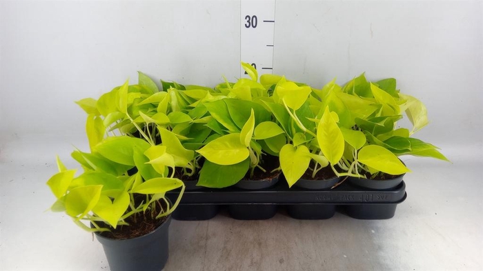 <h4>Epipremnum pinn. 'Golden Pothos'</h4>